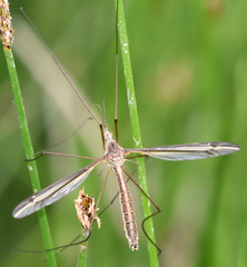 Tipula eluta