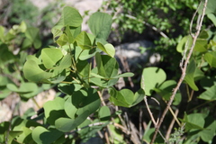 Erythrina flabelliformis