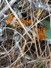 Teloschistes velifer