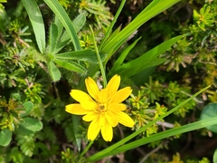 Nothocalais alpestris