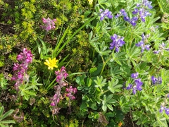 Nothocalais alpestris