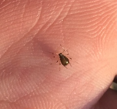 Uroleucon sonchi