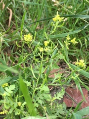 Rorippa curvisiliqua