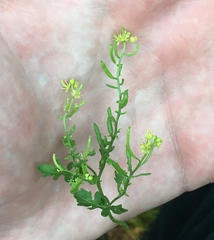 Rorippa curvisiliqua