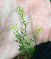 Rorippa curvisiliqua