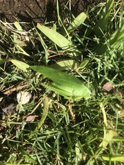 Chloroscirtus forcipatus