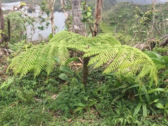 Cyathea arborea