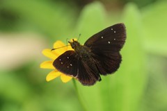 Piruna brunnea