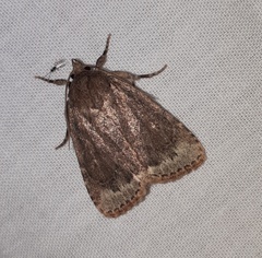 Amphipyra glabella