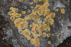 Caloplaca eugyra