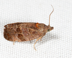 Evora hemidesma