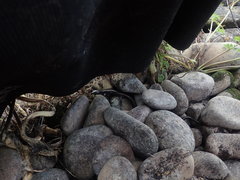 Oligosoma smithi
