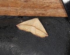 Eublemma perversicolor