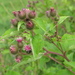 Lesser Burdock - Photo (c) Sean Blaney, some rights reserved (CC BY-NC)