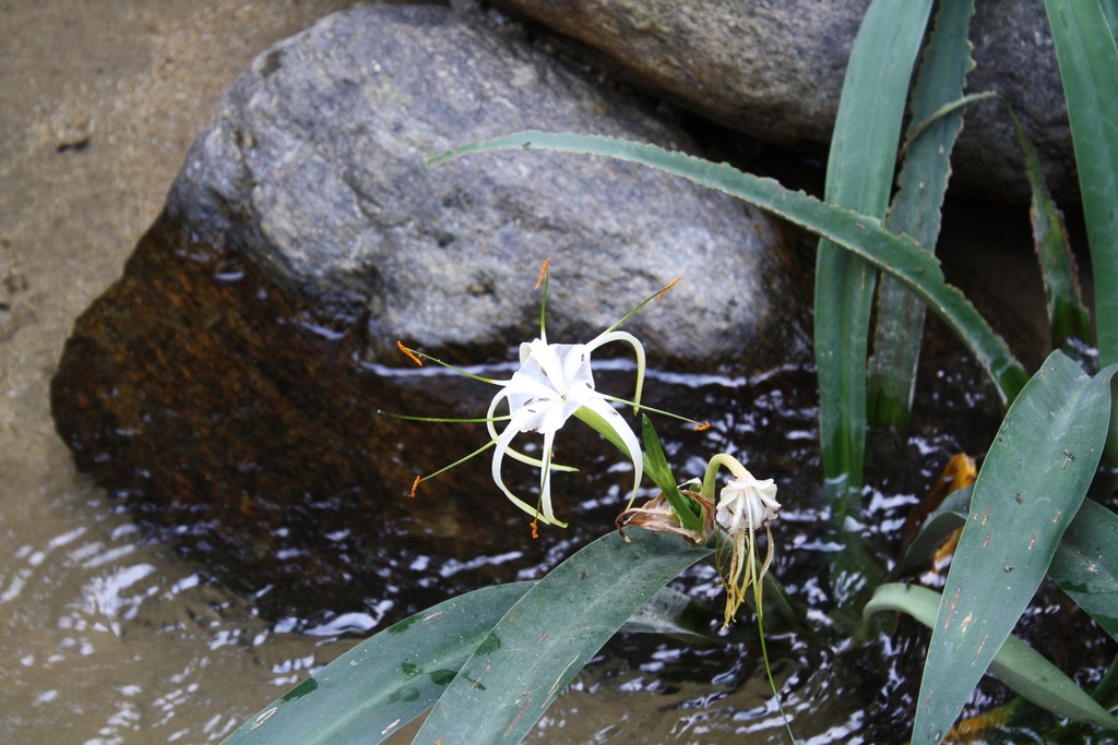 Hymenocallis acutifolia; photograph (c) Viacheslav Shalisko, some rights reserved (CC BY)