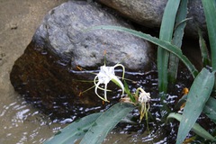 Hymenocallis acutifolia