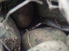 Oligosoma smithi