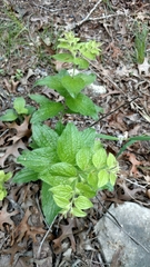 Lithospermum helleri