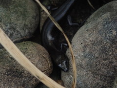 Oligosoma smithi