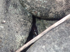 Oligosoma smithi