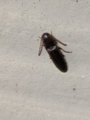 Megapenthes insignis