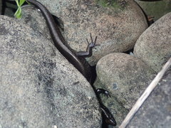 Oligosoma smithi