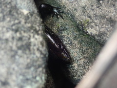 Oligosoma smithi