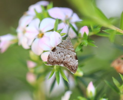 Choreutis melanopepla