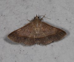 Hypospila dochmotoma