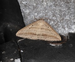 Loxioda hampsoni