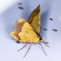 Erastria decrepitaria