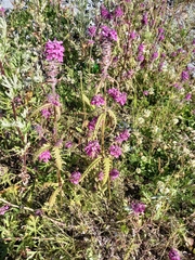 Pedicularis spicata