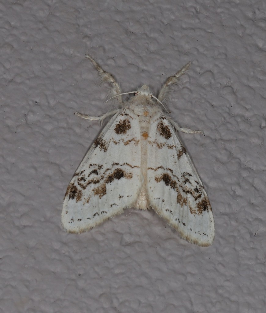 Olene dryina