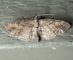 Eupithecia graefii