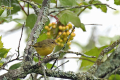 Geothlypis philadelphia