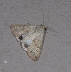 Pandesma submurina