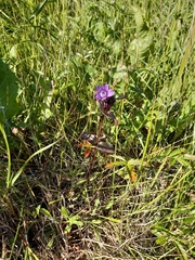 Gentianella auriculata