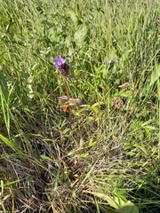 Gentianella auriculata