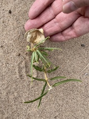 Asclepias involucrata