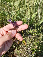 Gentianella auriculata
