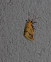 Symmetrodes sciocosma