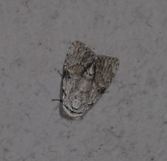 Barasa cymatistis