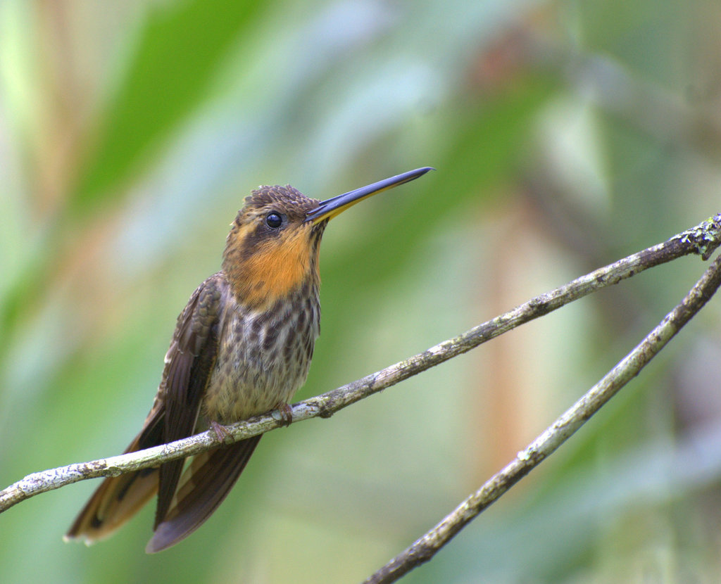 Saw-billed Hermit