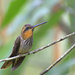 Saw-billed Hermit - Photo (c) Dario Sanches, some rights reserved (CC BY-SA)