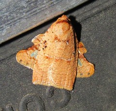 Amorbia rectangularis