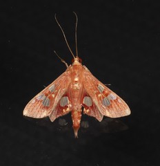 Chalcidoptera emissalis