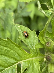 Chalcophana mutabilis