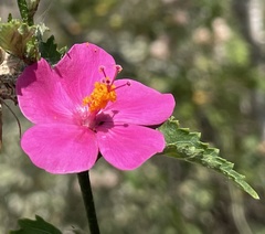 Hibiscus phoeniceus