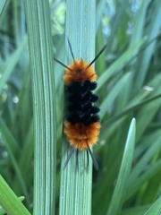 Turuptiana obliqua