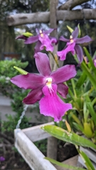 Miltonia